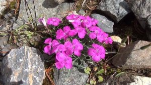 дикая горная гвоздика - прародитель садовой