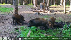 Кабаны. Чесалка, Купание в грязи, виляние хвостиками все радости )
Всегда свежие фото и видео с фото