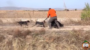 Bu DOMUZ Avına KALP Dayanmaz ! - Extremely Exciting Wild Boar HUNT 2024