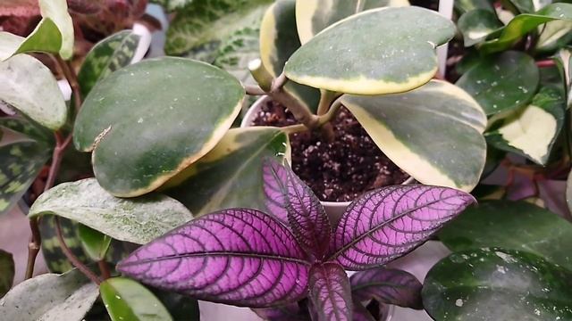 Комнатные цветы/ Цветочные новости ☘️? смотреть онлайн