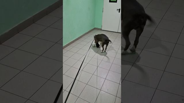 Амстафф Локи 3 года | Немного Гипноза | Стаффорд | Amstaff Loki