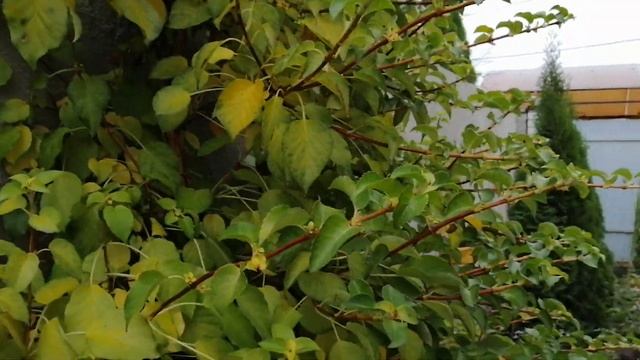 Гортензия черешковая ?в конце октября смотреть онлайн