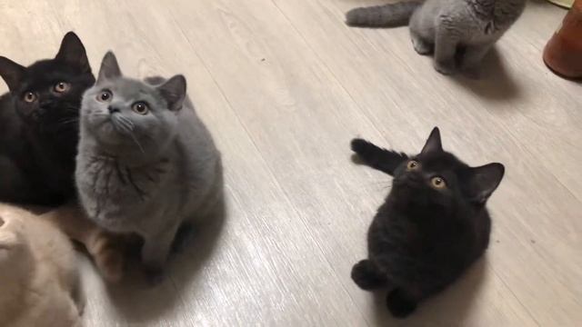 Британские котята.