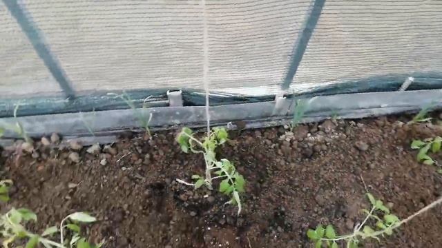 На улице снег. Помидоры и перцы в парнике. смотреть онлайн