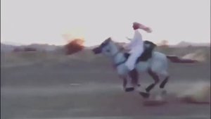 Арабский скакун
