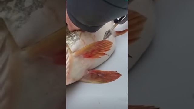 вот это рыба ? ? ? смотреть онлайн