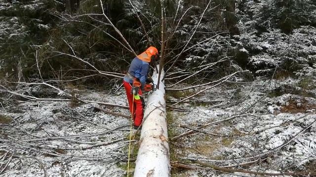 A challenging job of cutting into a tree back with a Husqvarna 560 XP chain saw смотреть онлайн