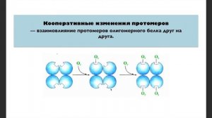 Гемоглобин: строение, регуляция
