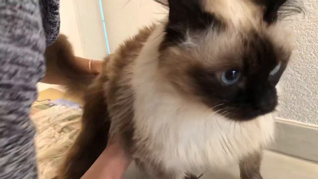 Как опорожнить кишечник кошечке. Массаж для опорожнения кишечника. Как помочь покакать кошке. смотреть онлайн