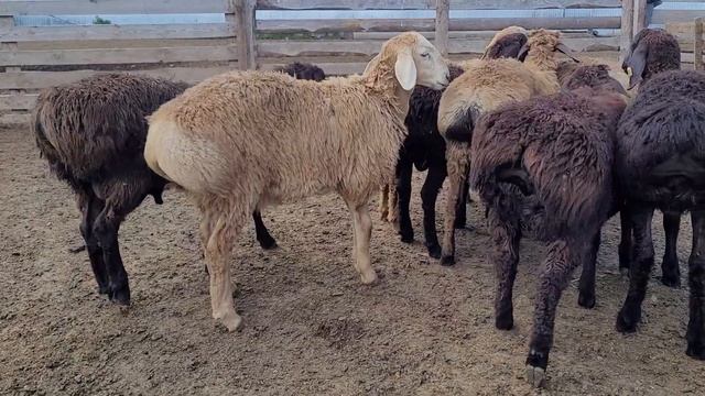 Баранчики 2022 года. На продажу смотреть онлайн