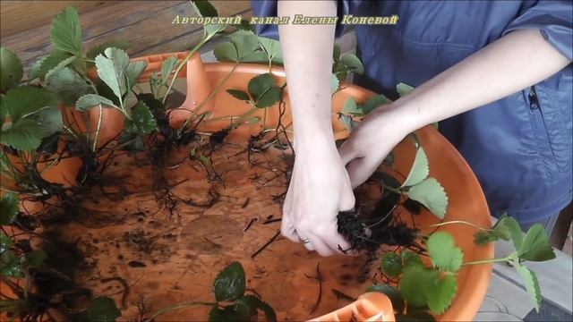 Размножение садовой земляники (клубники) рожками. Часть 1.