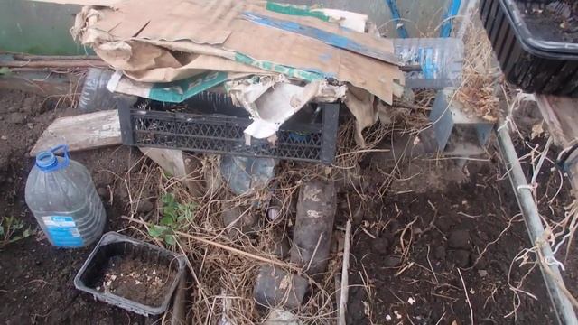 ОЧЕНЬ ИНТЕРЕСНОЕ ВЫРАЩИВАНИЕ АРБУЗОВ В  ТЕПЛИЦЕ ! смотреть онлайн