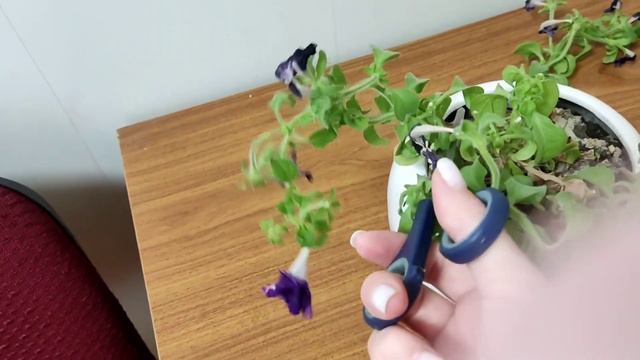 Формирование и стрижка Петунии. смотреть онлайн