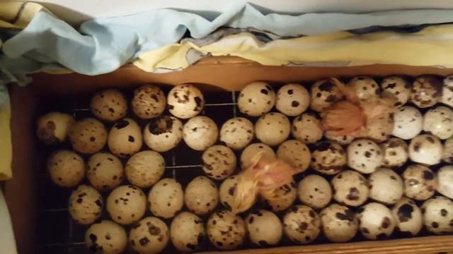 Начался процесс вылупления птенцов техасских бройлерных перепелов. Мои перепела. Дачная Жизнь ТВ.