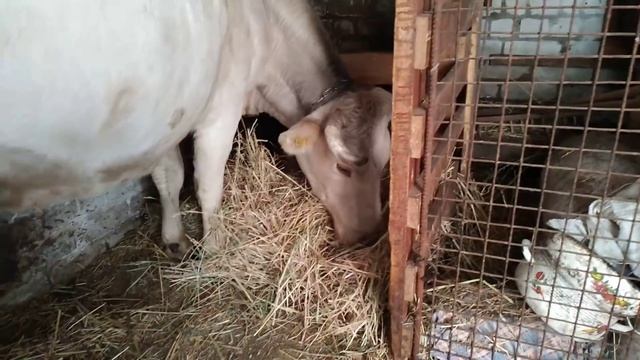 Путь в сарай, как испытание))??Похоже у нас снова будет двойня!? Как мы узнаем пол будущих телят. смотреть онлайн