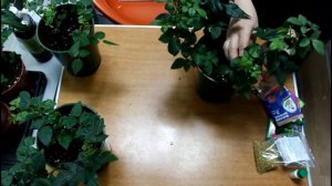 Как сохранить и размножить розы из магазина