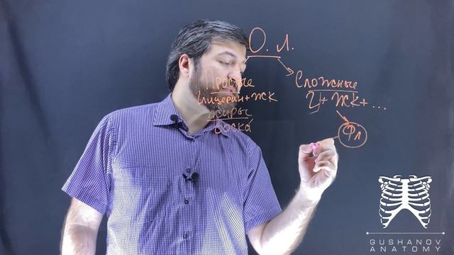 Липиды. Классификация липидов. смотреть онлайн