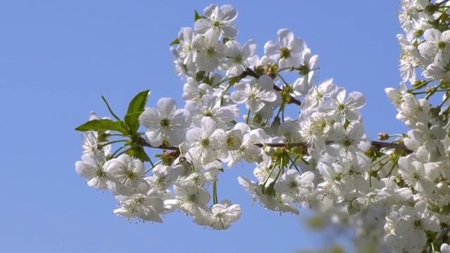 Релаксация. Самая красивая музыка. (Флейта и фортепьяно)  Избавление от негативных эмоций, стресса.