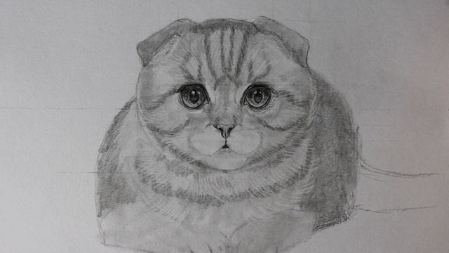 Как я рисую шерсть. Вислоухая шотландская кошка. Показываю, рассказываю.