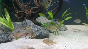 F0 Cupid cichlids (Biotodoma cupido) in my 120 gallon south american tank.