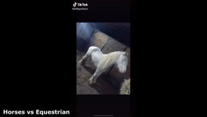 Видео: Лошади из ТикТока/Video: Horses from Tiktok