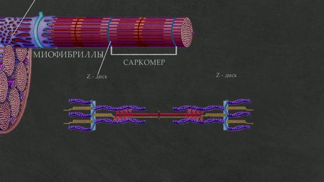 2. Строение мышц (поперечно-полосатой скелетной мышечной ткани). Саркомер.