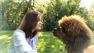 Альпаки под Санкт-Петербургом, парк Озорные белки, фотосессия с альпаками