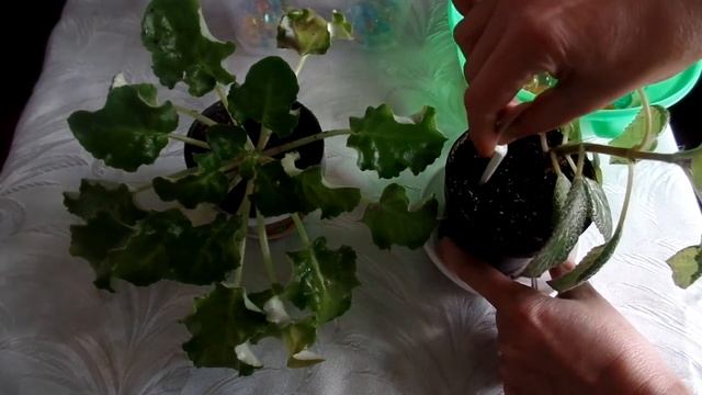 Гидрогель для комнатных растений. Как пользоваться для укоренения и если едете в отпуск смотреть онлайн