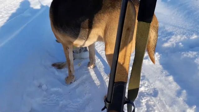 Охота на зайца с Русской гончей с ружьём 32 калибра смотреть онлайн