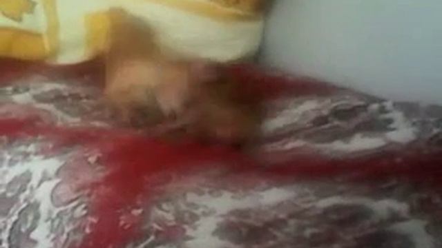 Мои собаки дерутся. смотреть онлайн