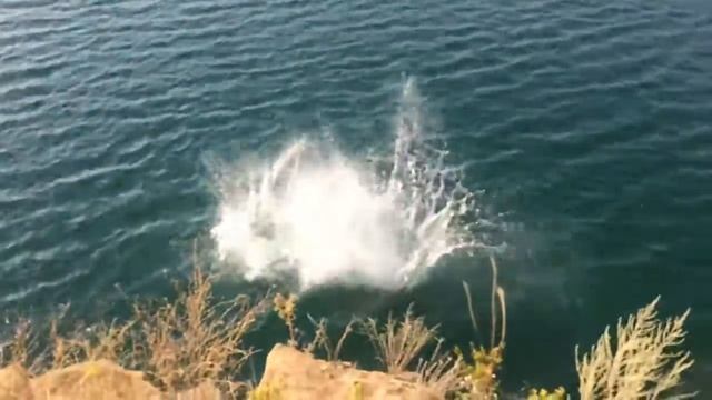 Дикие кабаны. смотреть онлайн