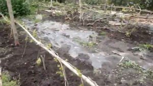 УДАЛЕНИЕ (ПРОЛОМКА) ЛИШНИХ ПОБЕГОВ ВИНОГРАДА Ч.1