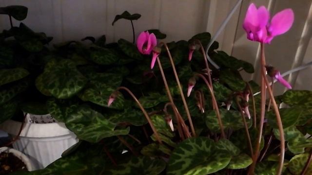 11 дней из жизни альпийской фиалки (европейского цикламена) смотреть онлайн