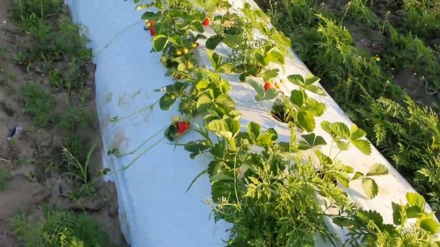 Клубника сорт Сандра. Посадка ОКС была 13.04.2021года смотреть онлайн