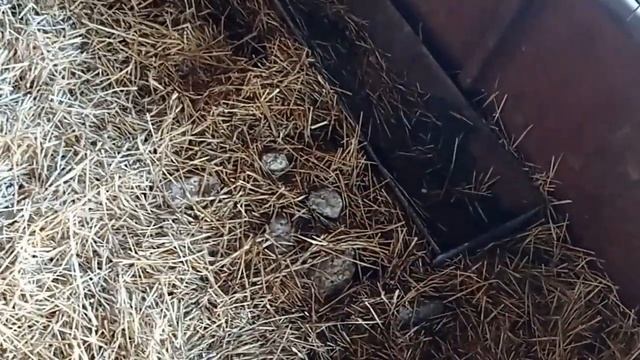 глубокоя подстилка для свиней. запустили свиней под навес с глубокой подстилкой.
