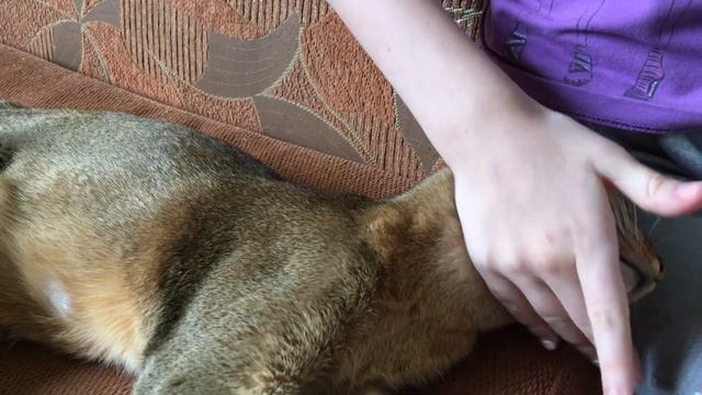 Котята один месяц смотреть онлайн