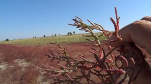 горько - солёное  озеро   в  челябинской   области