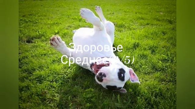 Порода Бультерьер! Что-то новое и интересное! Их ели? DOG BLOG смотреть онлайн