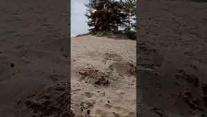 финский залив. отдых с палатками пляж ласковый