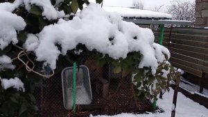 Розы. Зима ❄️в ноябре. Что происходит с розами