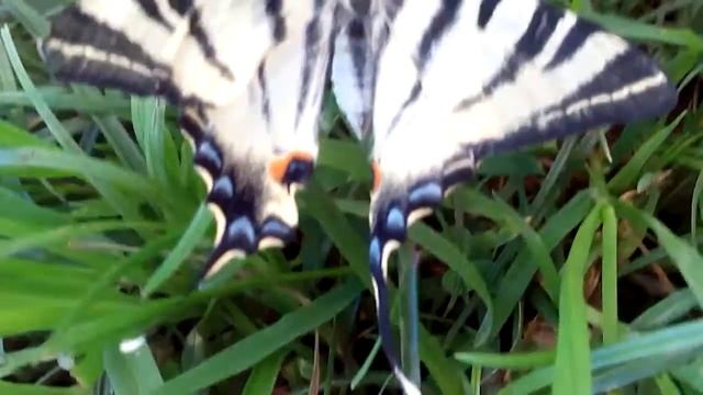 Rare butterflies. Редкая бабочка в россии. редкие бабочки