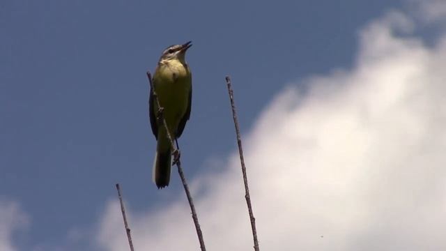 Жёлтая трясогузка || Motacilla Flava || Yellow wagtail