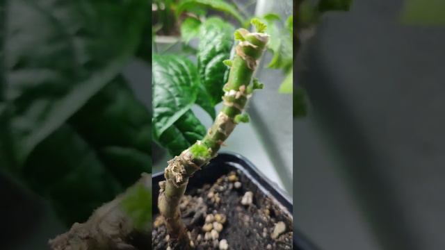 Черенкуем пеларгонии #пеларгония #пеларгонии #черенкование #побеги #герань #черенки #цветы#растения смотреть онлайн