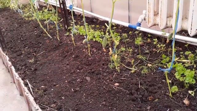 Моя Теплица Осенью и Зимой. Что Растет? Что Посадить? Эксперимент. смотреть онлайн