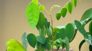 ЯК ВИРОСТИТИ КАРАМБОЛЬ ВДОМА. ЕКЗОТИЧНА РОСЛИНА КАРАМБОЛА НА ПІДВІКОННІ