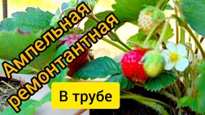 И снова плодоносит клубника в трубе конец августа