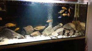 Цихлиды Малави (Мбуна и Утака), аквариум 240 литров и САМП 60 литров.