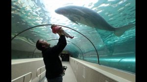 Sights of Australia - Sydney Aquarium. Достопримечательности Австралии - Сиднейский аквариум.