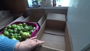 Как правильно снять и хранить недозрелые помидоры