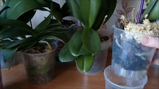 Как часто пересаживать фаленопсис? смотреть онлайн